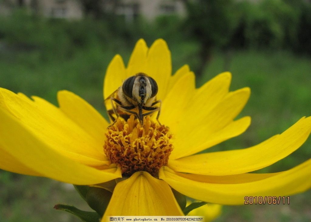 蝴蝶蜜蜂采蜜山水画