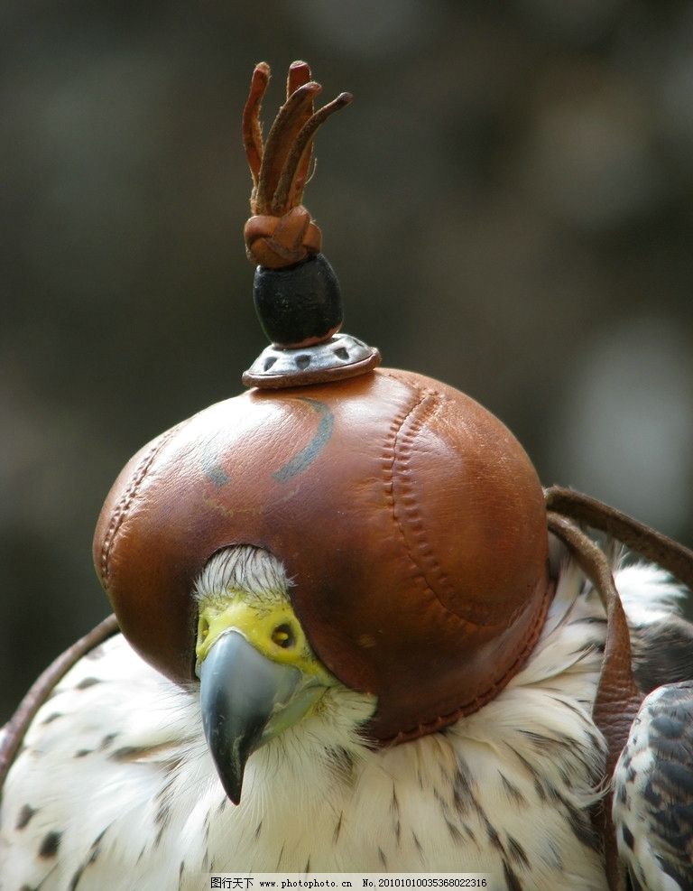 鹦鹉图片,鸟 会说话的鸟 摄影 摄影图库 鸟类 生