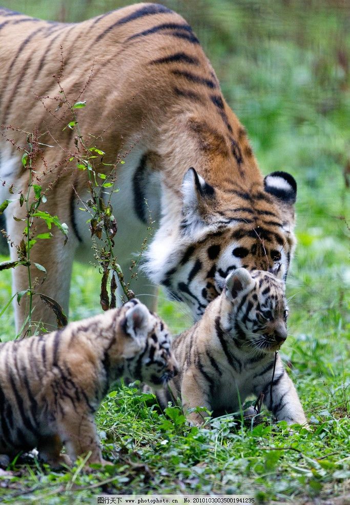 老虎和她的幼崽图片