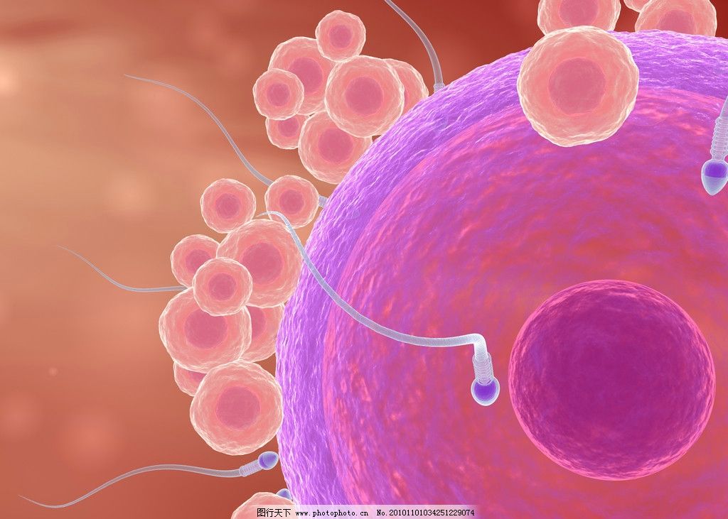 精子与卵子 受精 自然受精 精子卵子结合 现代