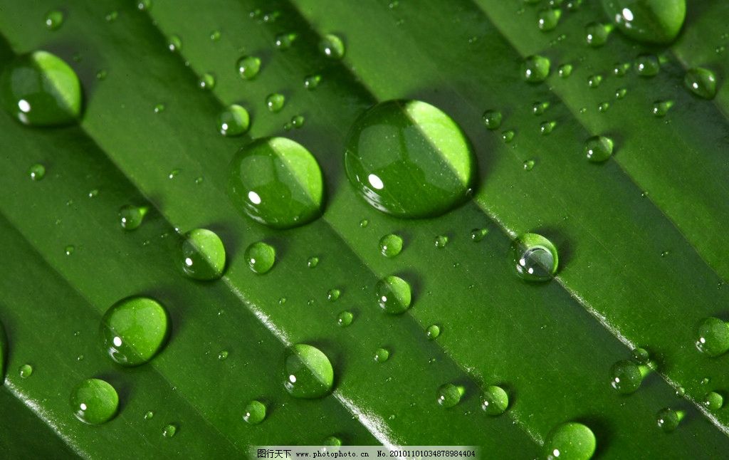 水珠与绿叶 水珠 露珠 水泡 水纹 绿叶 露水 晨露 生态 植物 树叶 晶莹剔透 背景 底纹 底图 绿叶背景 绿叶底纹 树木树叶 水痕 水迹 水珠图片 漂亮的水珠 涟漪 水滴 微距拍摄 水主题广告设计 水主题素材 生命之水 自然风光 自然景观 自然景色高清图片 自然风景 水珠水花水滴 摄影 300DPI JPG