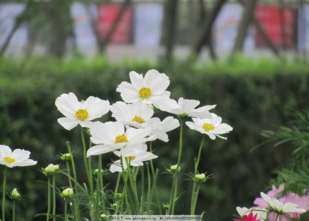 浮生未歇吉他谱_音频怪物_简单版弹唱谱_古风