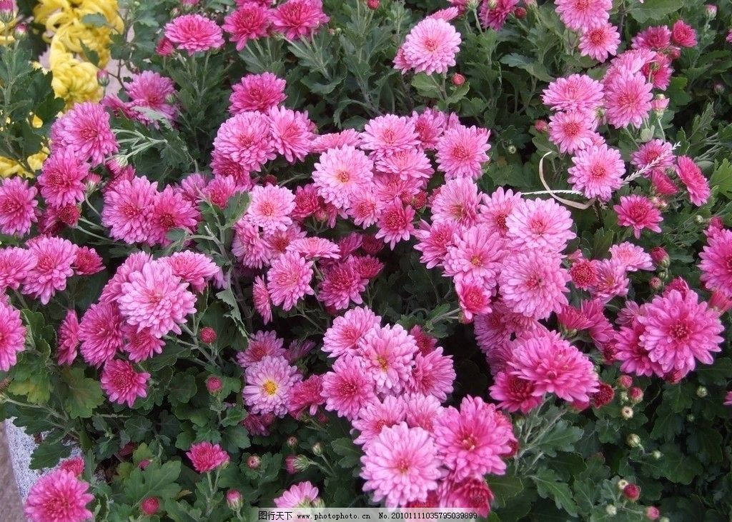 菊花图片,花卉 千头菊 数十朵 紫红色 花卉系列