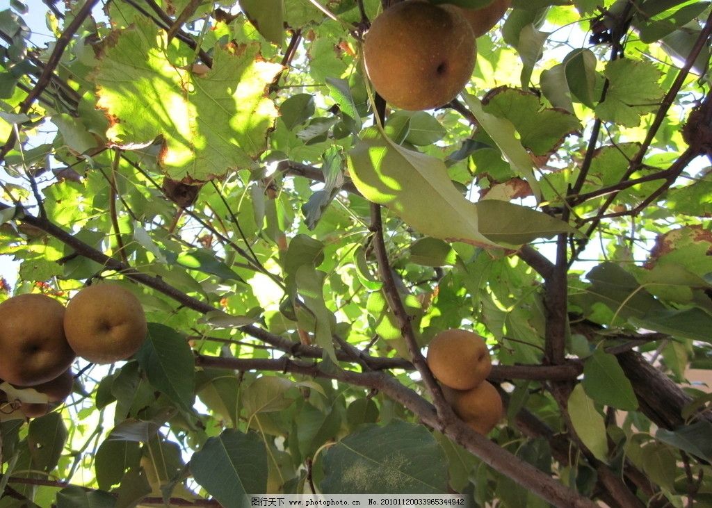 梦境的甜蜜与酸涩,解析梦见吃梨的深层含义 梦境的甜蜜与酸涩,解析梦见吃梨的深层含义