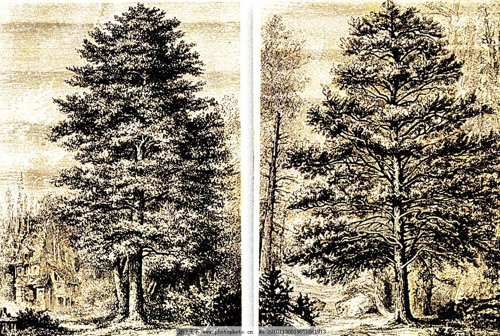大树 森林 山水画 树林 山水风景 黑白画 绘画书法 文化艺术 设计 300