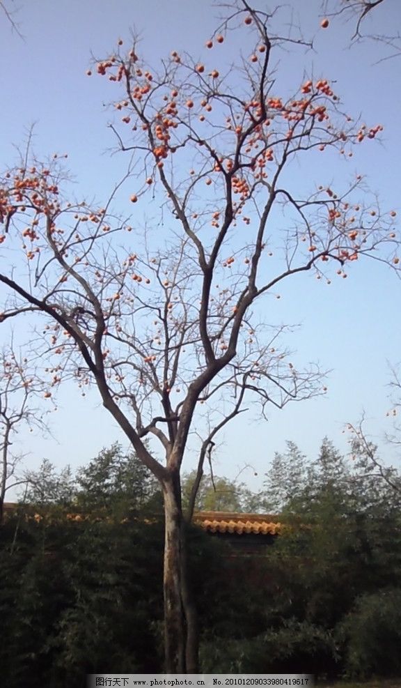 柿子树 景山公园 秋季 植物 北京 北京风景名胜 国内旅游 旅游摄影