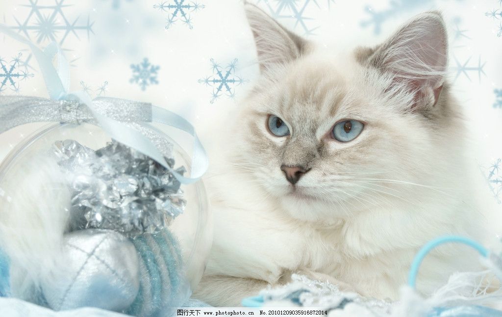 圣诞猫 猫咪 猫 懒猫 可爱的小猫 小猫 趴着的猫 宠物 家禽家畜 动物