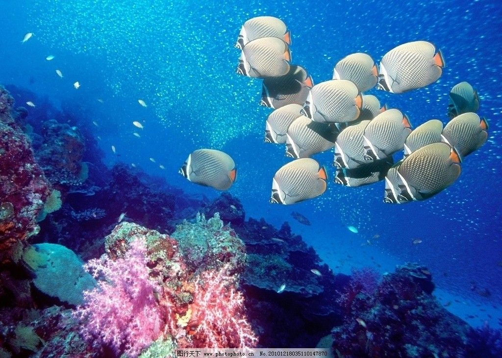 海底摄影 群鱼 海底 生物 生物摄影 海底世界 黄色鱼 深海鱼 海洋生物图片
