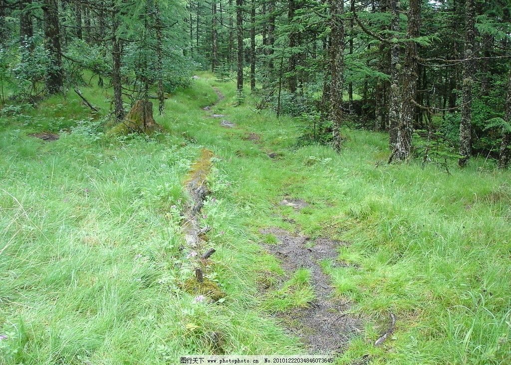 原始森林 小路 草地 绿色 自然风景 自然景观 摄影