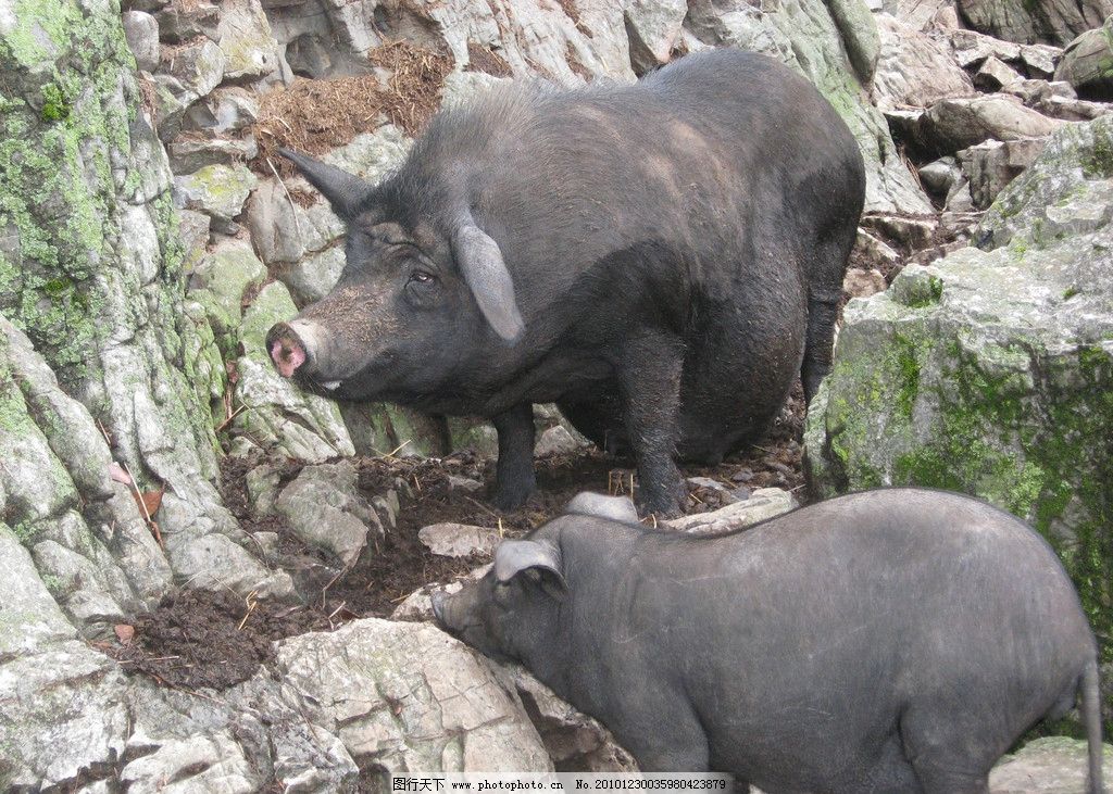 黑土猪图片