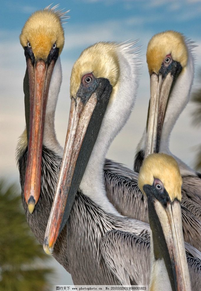 仙鹤油画 鹤嘴 野生动物 绘画书法 文化艺术