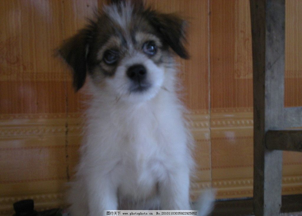 毛毛 狗狗 图片 家禽家畜 生物世界 图行天下素材网