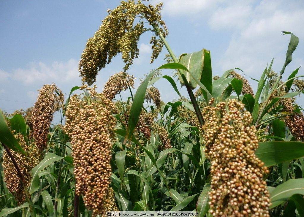 【村庄行 · 看复兴】棕坪乡全面推动高粱移栽作业