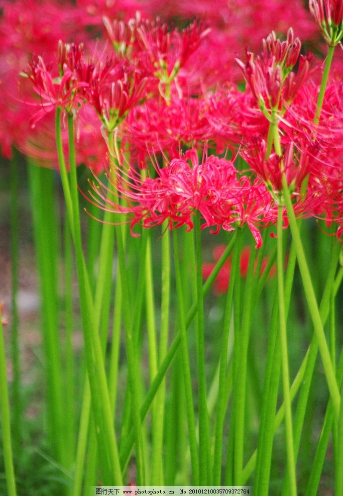 彼岸花真的招鬼吗(彼岸花碰到血会怎样)